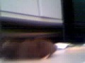 videos de hamster race