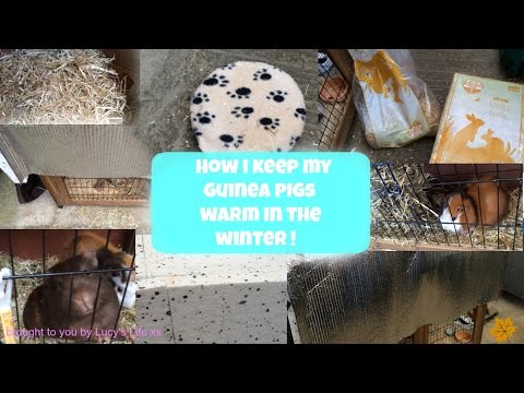 video-linktoworks-HOW I KEEP MY GUINEA PIGS WARM IN THE WINTER !!!