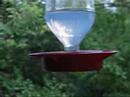 Ruby-Throated Hummingbird: Up Close and Personal