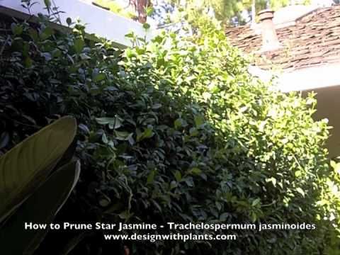 how to transplant jasmine vines
