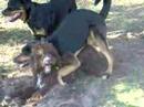 Humping dog