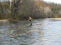 Niangua River Trout