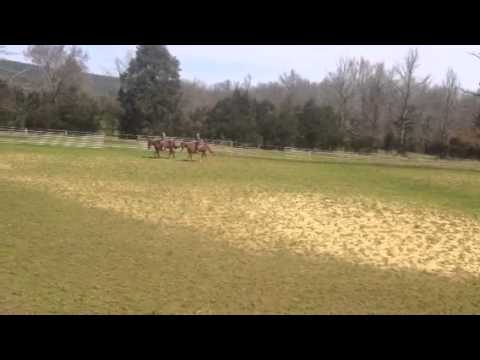 horses grand national horses grand national