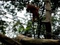 Orang Utans
