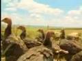 �ocuklar Y�in Ku? Gribi E?itim Filmi