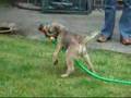 Border Terrier video