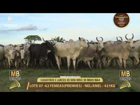 11� LEIL�O FAM�LIA LUCIANO DUARTE E CONVIDADOS
