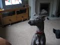 Whippet arguing with window man