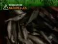 Les ressources naturelles