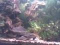 videos de catrip