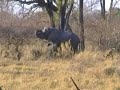 Elephant trying to resuscitate a dead elephant