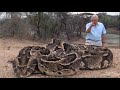 Attenborough in high quality - Fully Grown Python eating a Deer - BBC Earth