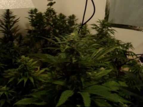 how to replant a delicious monster