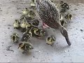 tulip-pot-duck-family.html