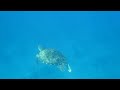 Snorkling in the Similan Islands with a turtle
