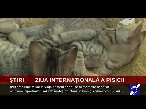 Ziua Internațională a Pisicii