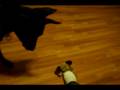 Doberman VS Owner