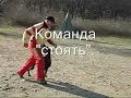 IPO-Obedience training of dobermann Tahi Reme Gerett. Тренировка по послушанию в ИПО добермана Тахи Реме Геретта.