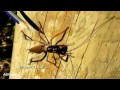 Incredible Insect Discovered In New Zealand 2011