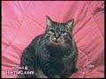 el gato poseido