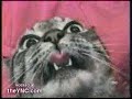 el gato poseido