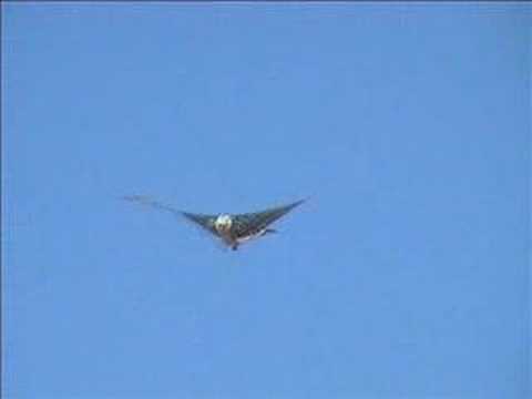 Watch RC Video: 'Cybird Test Flight'