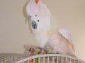 Loretta my Moluccan Cockatoo Bird her own video