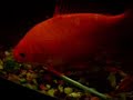 Vandellia catfish Vandellia catfish