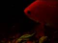 Vandellia catfish