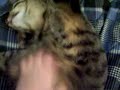 Muggsy loves the belly rub... Muggsy loves the belly rub...