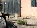 MUCHOS PERROS EN LAS COLONIAS, AMENAZAN A LOS PEATONES.