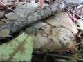 Spider Crawl Schenck Forest