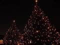 Rikkyo Christmas 立教大学 クリスマスツリー