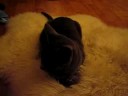 LaVie - a young Korat cat LaVie - a young Korat cat