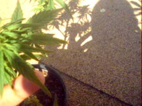 how to harvest male cannabis plants