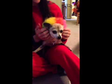 Life with our two chihuahua's, Lily and Cooper.