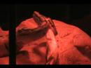 Snakey-part 2