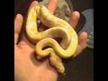 Albino Ball Python (Brutus)