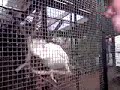 Dancing cocky