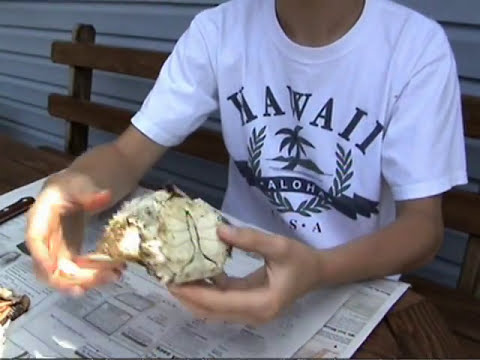 Crab - How to eat blue crabs the right way. I guarantee you that if you use my method correctly then you won't waste any delicious crab meat! This video is dedicate...