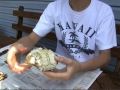 How to eat Blue Crabs the RIGHT WAY!!!