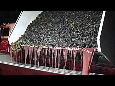 how to harvest wine grapes