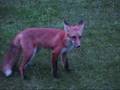 WILD RED FOX BEING CHASED BY MY CAT..LOL