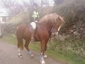 me riding 15.1hh welsh cob show horse and 12hh showjumper