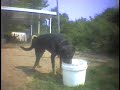maggio 2004 video di abusi in un canile americano n 1 (peta)