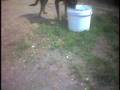 maggio 2004 video di abusi in un canile americano n 1 (peta)