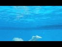 congrats to peter after breaking 2 world records in only 1 meet in stockholm.  how did he get so fast?  here is video from peter's exclusive training facilities in baja california.