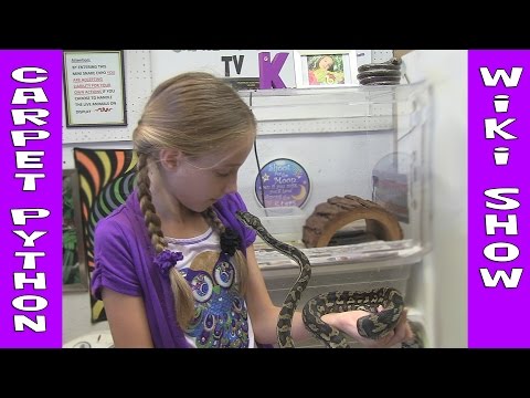 YouTube reptile video