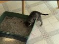 Nine rescued kittens