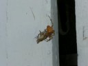 Cat Spider VS Grasshopper! Part 4